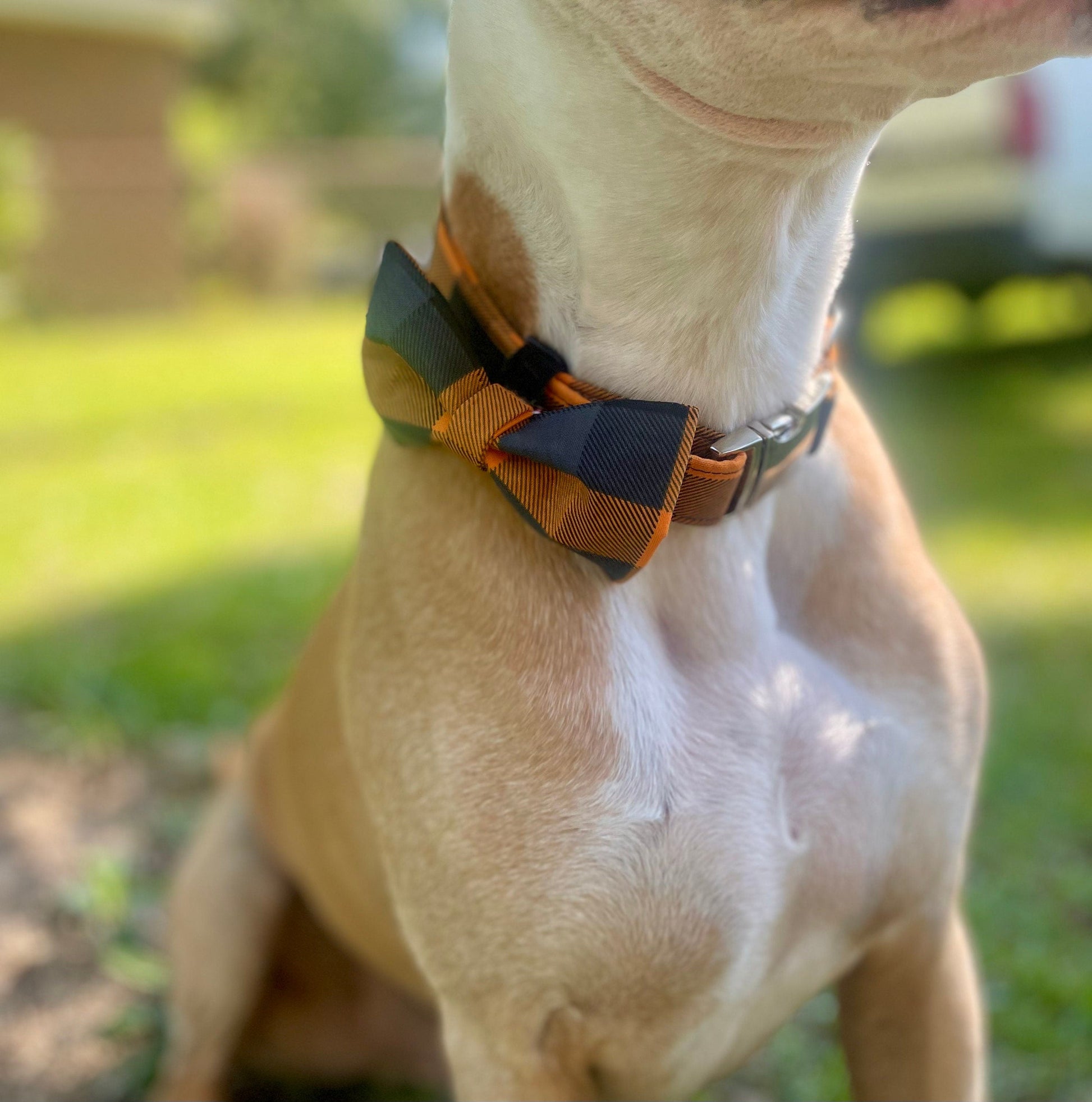 Orange & Black Plaid Collar Set - Fall Dog Collar - Craft Designs By Kenz - Pitbull